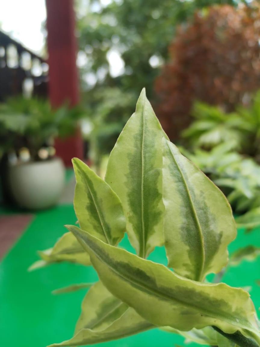 Ella Shali'S Home المظهر الخارجي الصورة